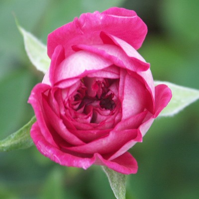 Andrea Miniature Rose Bud
