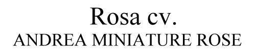 Andrea Miniature Rose