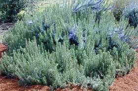 Pine Scented Rosemary starting spring bloom