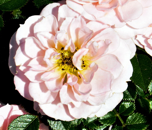 Baby Austin Miniature Rose