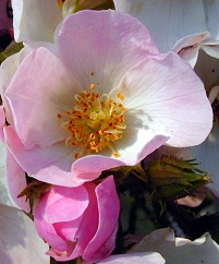 Ballerina Rose