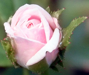 Cinderella Micro Mini Rose