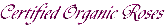 Certified Organic Roses