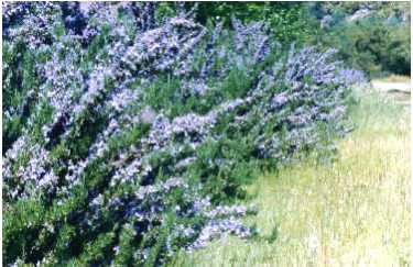 Rosemary Hedge