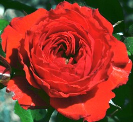 Fire Princess Miniature Rose