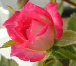 Magic Carrousel Rose in bud