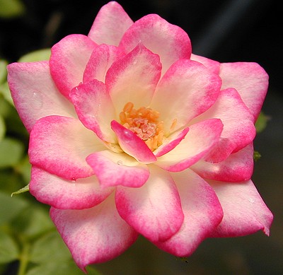 A fully open Magic Carrousel Rose flower