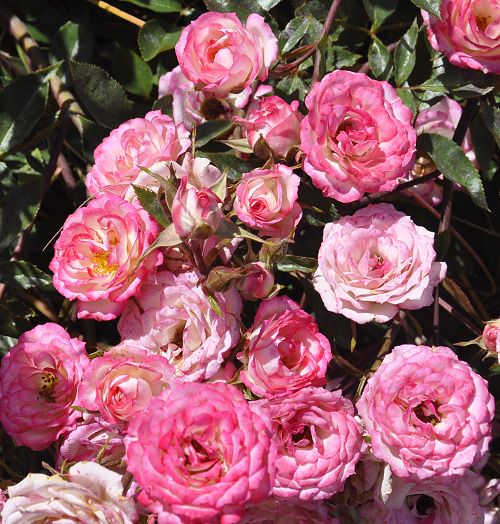 So many Magic Carrousel roses!