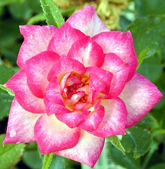 Magic Carrousel Miniature Rose