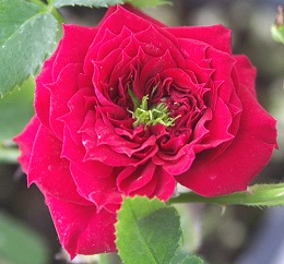 My Valentine Miniature Rose