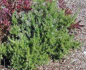 Blue Boy Rosemary with Pink Gaura