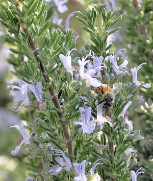 Tiny leaves and tasty flowers. Blue Boy is attractive to the bees too.