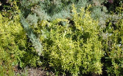 Golden Rosemary in the Garden