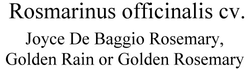 Joyce De Baggio, Golden Rain or Golden Rosemary