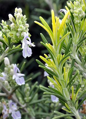 Golden and Green leaves on Golden Rosemary.