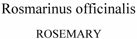 Rosmarinus officinalis Rosemary
