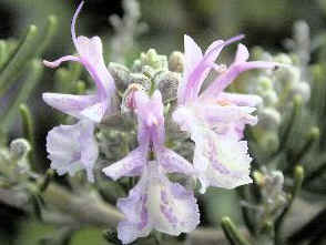 Close up of Pink Rosemary's flowers