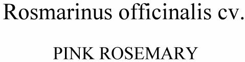 Rosmarinus officinalis Pink Rosemary