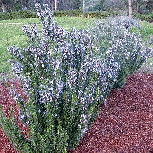Very erect Spice Islands Rosemary in bloom