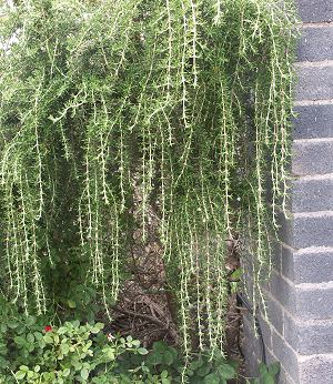 Trailing Rosemary drapes down 3 feet.