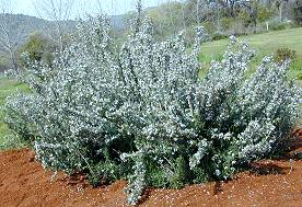 Mature White Rosemary Bush in Flower 
