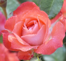 Redwood Empire Miniature Rose