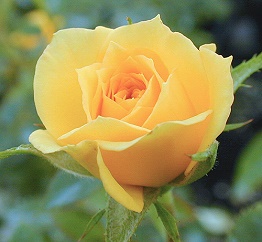 Rise and Shine Miniature Rose