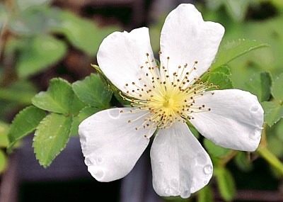 Rosa rugosa flower