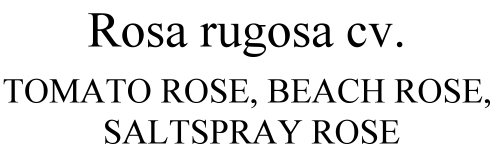 Rosa Rugosa Tomato Rose, Beach Rose, Saltspray Rose
