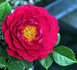 Sequoia Ruby Miniature Rose