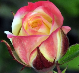 Sierra Sunrise Miniature Rose