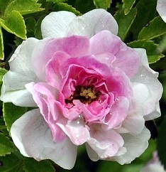 Petite Pink Scotch Rose