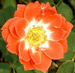 Torch of Liberty Miniature Rose