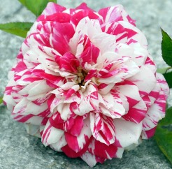 Twister Miniature Rose