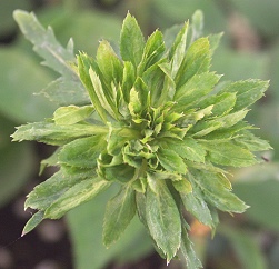 Green Rose Rosa viridiflora