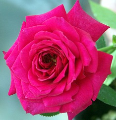 Windy City Miniature Rose