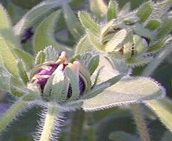 Rudbeckia buds