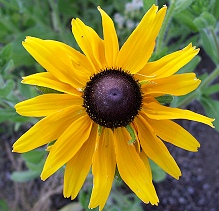 A single Black Eyed Susan flower.
