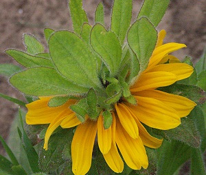 Upside down Black Eyed Susan