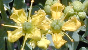 Close Up of Rue Flowers
