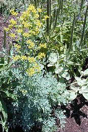 Rue in Bloom