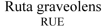 Ruta graveolens Rue