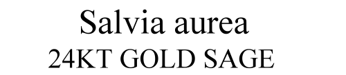 Salvia aurea 24kt Gold Sage