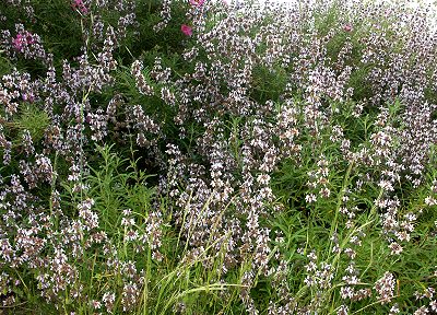 Island Black Sage in a naturalized setting