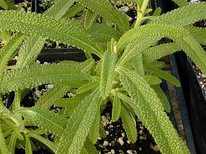 Fragrant, pebbly leaves of Island Black Sage