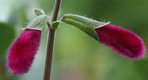 Velvet Sage Buds ready to open
