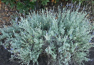 Mexican Blue Sage blooming
