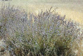 Cleveland Sage Unpruned