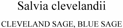 Salvia clevelandii Cleveland Sage or Blue Sage