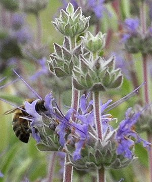 Clevleand Sage flowers